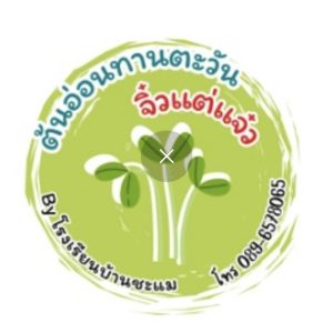 ต้นอ่อนทานตะวัน (จิ๋วแต่แจ๋ว)